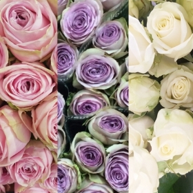 All Rose Bouquet