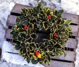 Holly Wreath