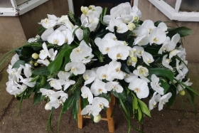 White Orchid Casket Spray